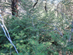 Santa Lucia fir (Abies bracteata) saplings. Villa Creek, Los Padres National Forest, Monterey County, CA. Copyright © Leor Pantilat. 